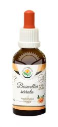 Boswellia serrata – krople bezalkoholowe -50 ml